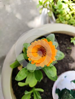 Closeup shot of the yallow flower