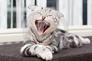 Closeup shot of a yawning cat lying on a sofa