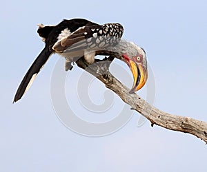 Closeup shot of a Yellow billed Southern Hornbill (Zazu) sitting on a branch and looking down