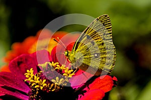 Closeup shot of a yellow butterfly on the pink flower on a sunny day
