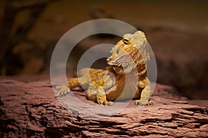 Closeup shot of a yellow Central bearded dragon on a stony surface