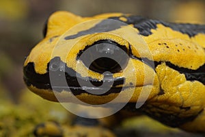 Closeup shot of a yellow-colored European Tendi fire salamander, Salamandra salamandra bernardezi on a stone photo