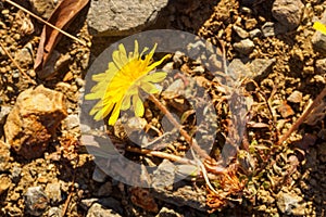 Closeup shot of yellow dandelion blossoms on stones