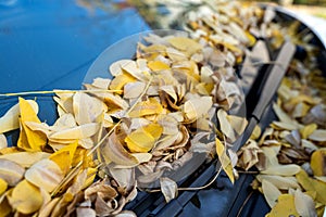 Closeup shot of yellow dry leaves on car windshield