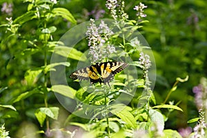 Closeup shot of a yellow eastern tiger swallowtail butterfly on a green plant