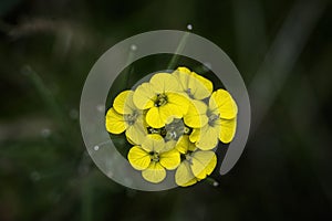 Closeup shot of yellow erysimum capitatum flowers