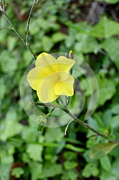 Closeup shot of a yellow flax flower (Linum flavum) with green leaves on the blurred background
