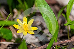 Closeup shot of a yellow flower at Les Grangettes Natural Reserve, Villeneuve, Switzerland