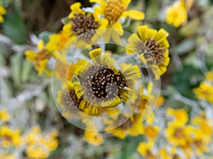 Closeup shot of yellow Helianthus ciliaris flowers in a garden