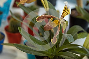 Closeup shot of a yellow lady slipper orchid