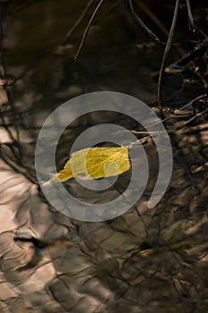 Closeup shot of a yellow leaf floating on the water surface