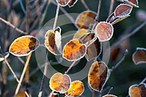 Closeup shot of yellow leaves covered by snow udner the sun light.
