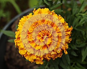 Closeup shot of a yellow Marigold flower blooming in the garden under a sunlight