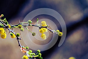 Closeup shot of yellow Mimosoideae branches photo