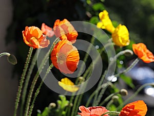 Closeup shot of yellow and orange poppies in the sun