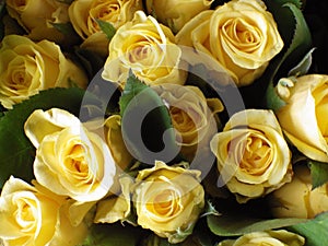 Closeup shot of yellow roses