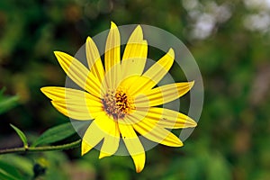 Closeup shot of a yellow sunroot on a blurred background