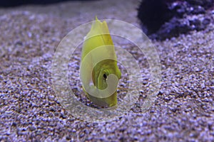 Closeup shot of a yellow tang fish in the water