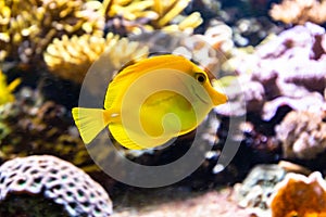 Closeup shot of a yellow tang, one of the most popular aquarium fish