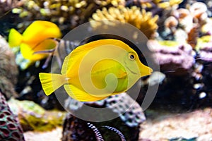 Closeup shot of a yellow tang, one of the most popular aquarium fish
