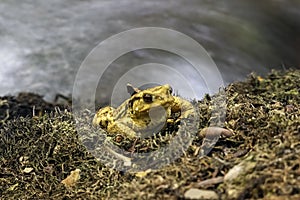 Closeup shot of a yellow toad with bulging red eyes on a blurred background