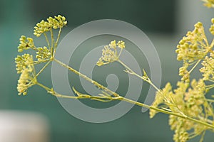 Closeup shot of yellow wildflower in the garden with a blurred background