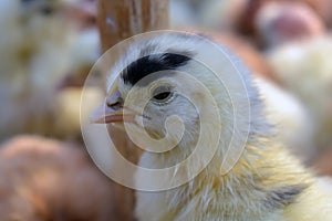 Closeup shot of a young chick on a blurred background