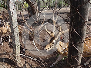 Closeup shot of a young deer in the zoo at daytime