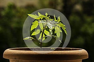 Closeup shot of a young plant growing in a pot under the sunlight