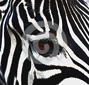 Closeup shot of zebra eye