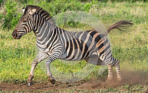 Closeup shot of a zebra jumping and running in the safari