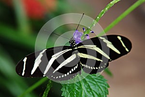Closeup shot of a Zebra longwing butterfly Heliconius charithonia resting on a leaf