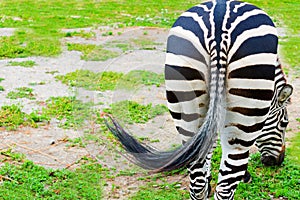 A closeup shot of a zebra`s ass or view from behind. Animal ass. Copy space.