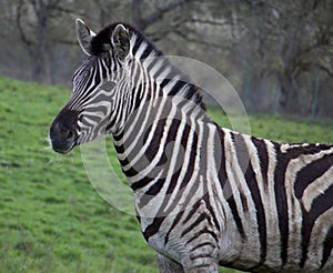 Closeup shot of a zebra standing on grass - Hippotigris