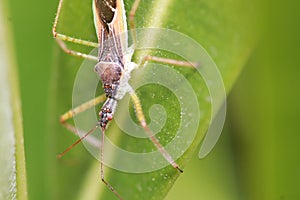 Closeup shot of a Zelus renardi insect