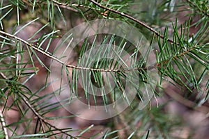 Closeup shoto f a Green branches of conifer in the autumn forest photo