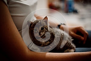 Closeup shotof an adorable kitten resting on the woman's lap photo