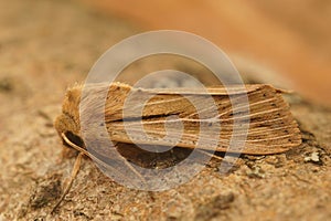 Closeup on the Should striped wainscot owlet moth Leucania comma , sitting on wood