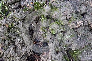 Closeup shows knobby bark on very old hardwood tree