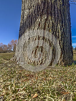 Closeup shows tree trunk at ground level with new spring grass growing. See yellow moss on bark.