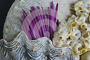 Closeup shows wavy seashell texture with magenta flower petals in middle.