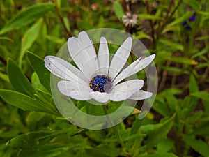Closeup of a Shrubby daisybush flower in a green field