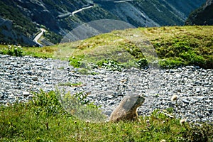 The closeup of the shy marmot