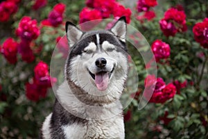 Closeup of siberian husky with brown eyes looking at camera