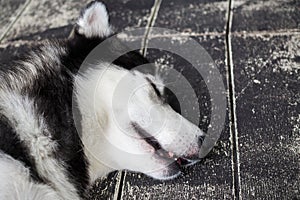 Closeup of Siberian Husky dog sleeping on black wood platform