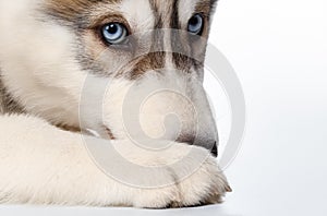 Closeup Siberian Husky Puppy on White