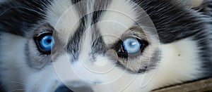 Closeup of a Siberian husky puppys mesmerizing blue eyes