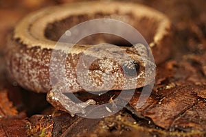 Closeup on the Siberian salamander, Salamandrella keyserlingii