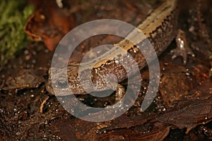 Closeup on the Siberian salamander, Salamandrella keyserlingii