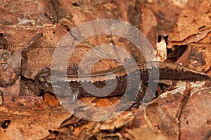 Closeup of a Siberian salamander (Salamandrella keyserlingii) on dried brown leaves